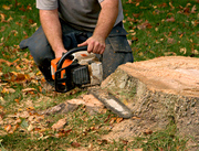Hire Tree Stump Removal Specialist in Ringwood