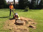 Tree Stump Removal Grinding Experts in Christchurch