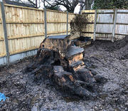  Hire For Tree Stump Removal Services