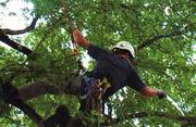 Get Tree Pruning Service at Your Location