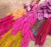 Purchase Dried Flowers in Bulk at Dried Flowers & Decor